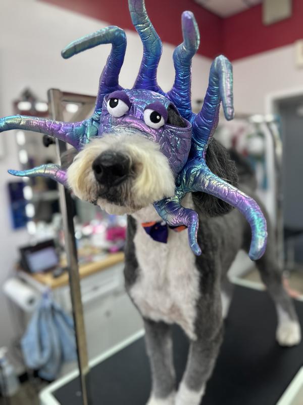 100 pound bernedoodle