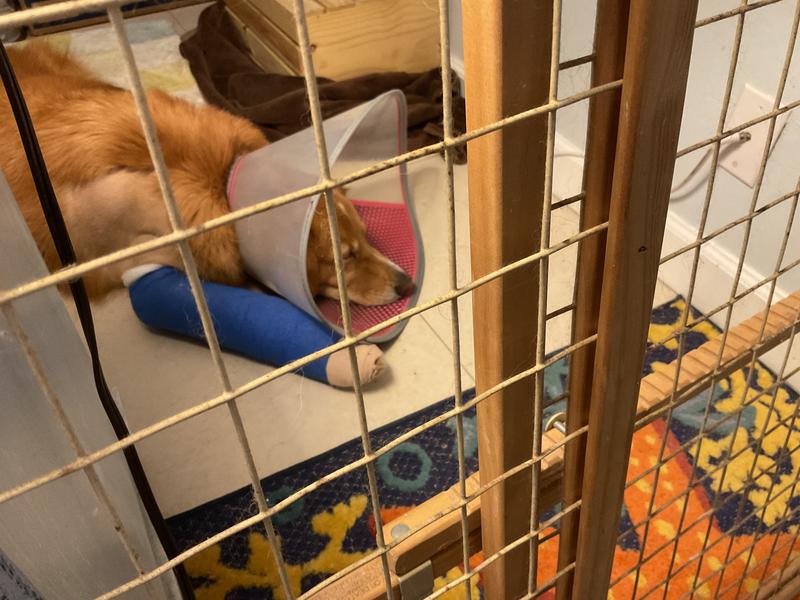 Zeke is on the recovery!