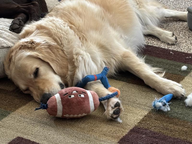 Exhausted after chewing off the tassel and ripping off part of the goal post (over by the paw).