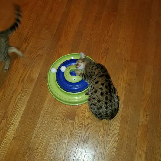 BERGAN Catnip Hurricane Cat Toy reviews Chewy
