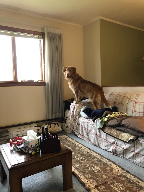 when he hears my truck he always looks out the window