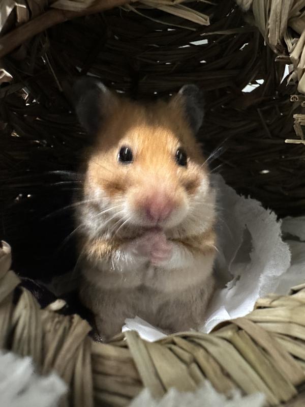 Harlow praying for treats!