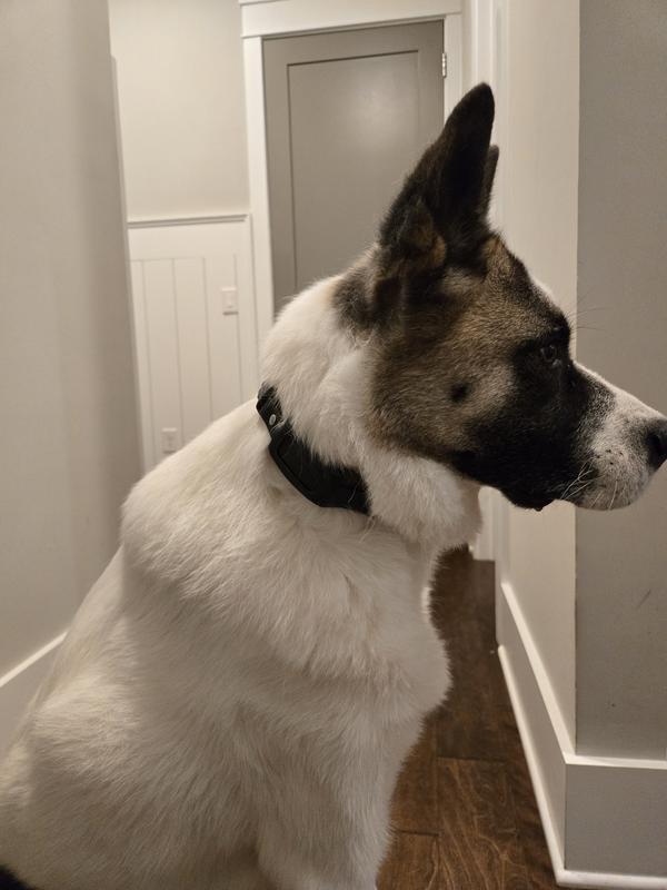 The collar fits my 100+ pound Akita