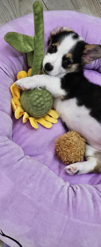 Favorite puppy toy