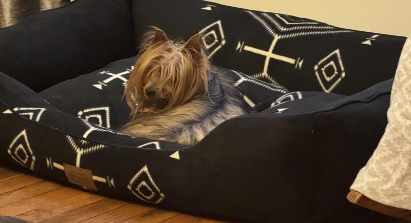 The little dogs like it too