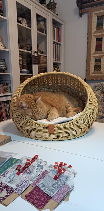 My kitty LOVES his new bed!!