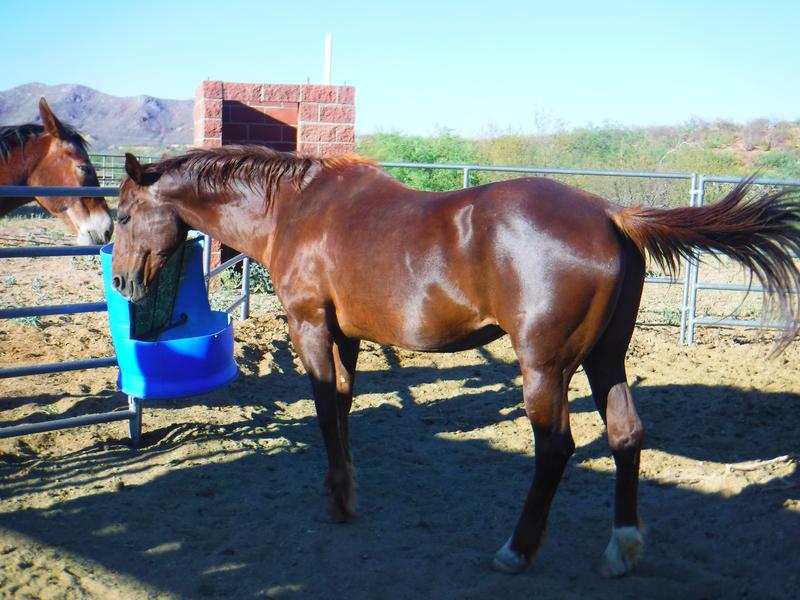 The oldest of my gang is a hard-keeper now at 25 years old. The amino acids in this feed are essential for her to maintain condition.