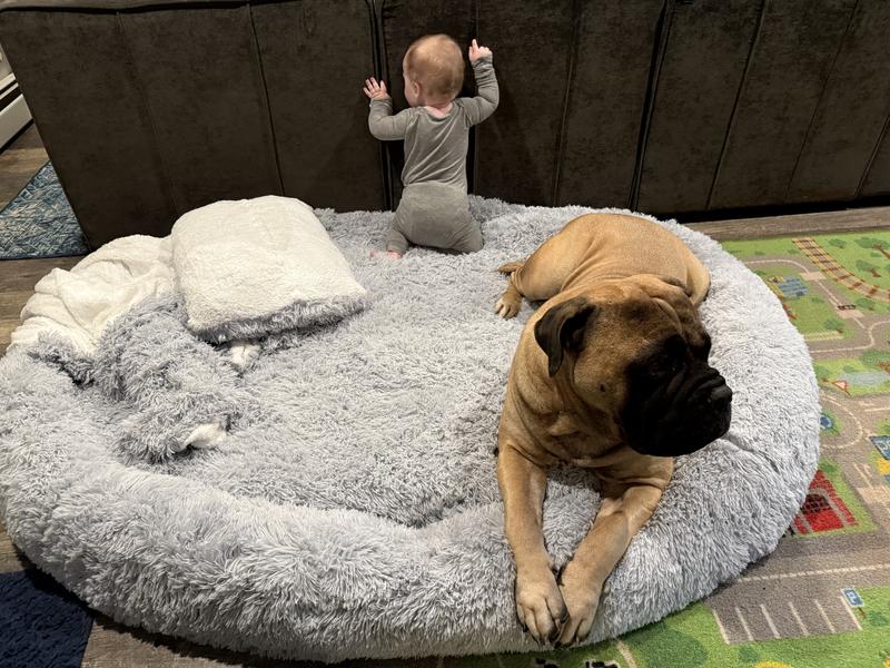 Giant dog with a 10m old chunky human - still plenty of room!