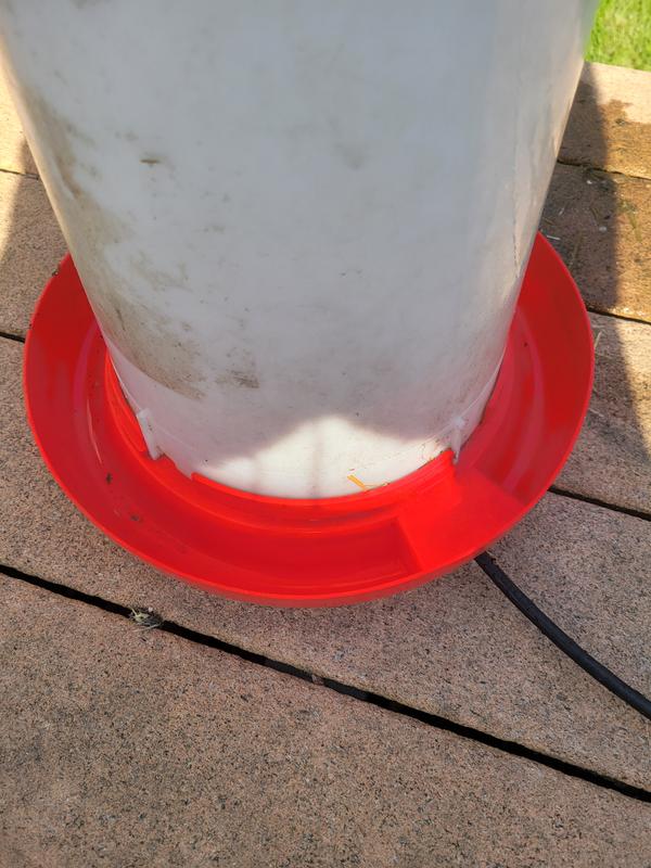 Adult chicken waterer