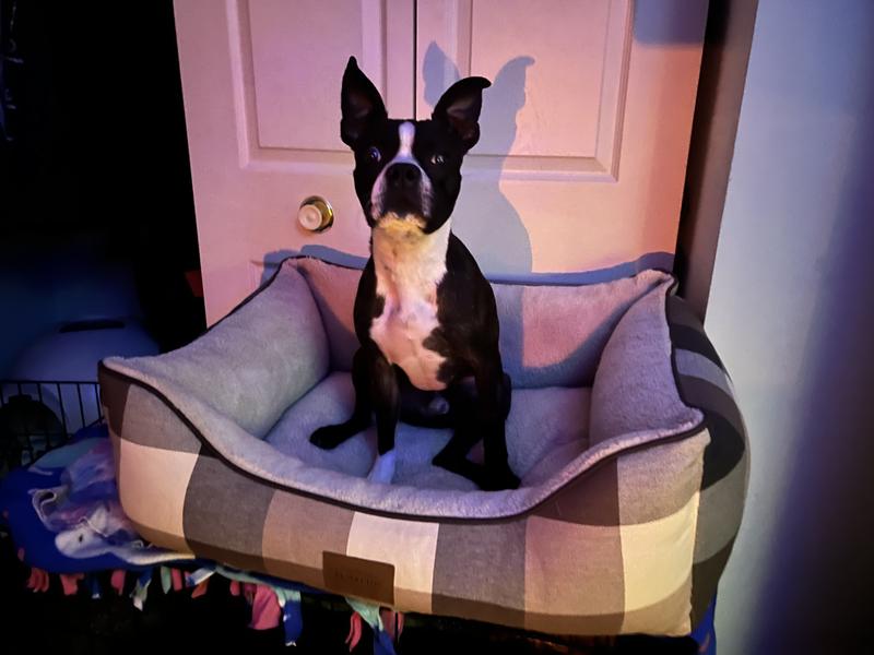 Captain - 23lb Boston Terrier