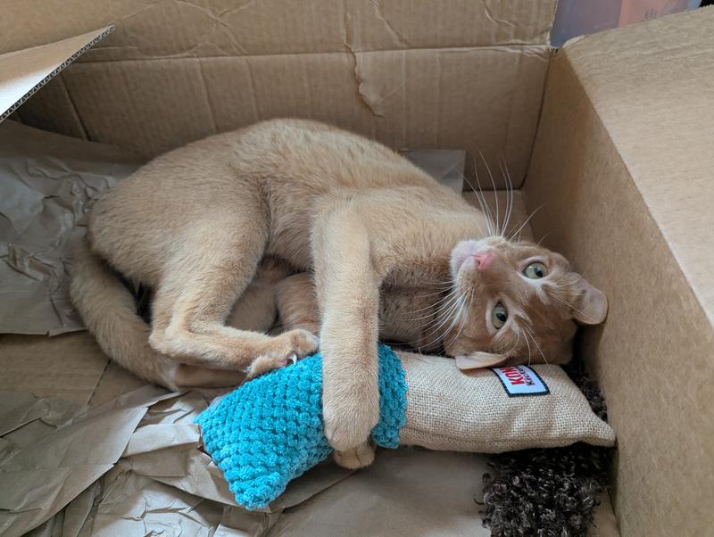 Simba loved the toy and the box