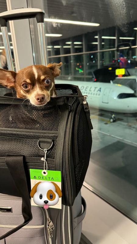 Mega is happy to travel with this bag