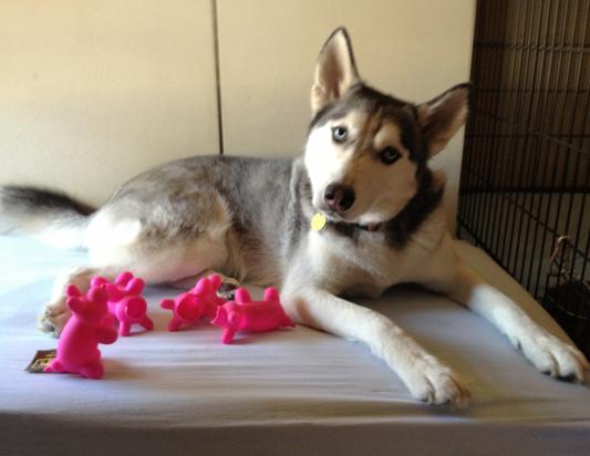 Kato destroyer of cages. Serial decapitator of squeak toys. :O