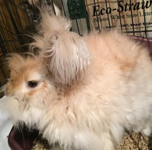 Timmy, an angora rabbit