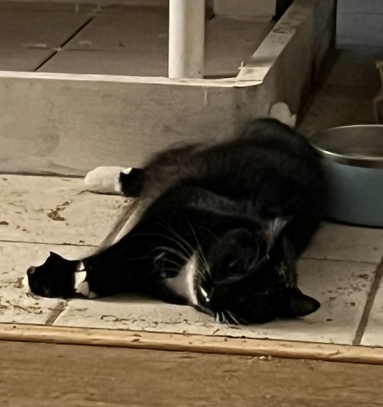 Boots’ introduction to catnip!