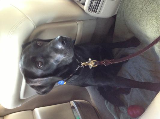 My Working Dog.