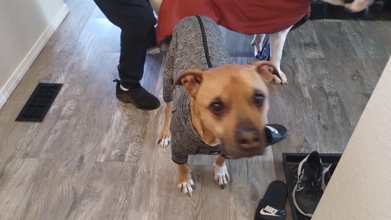Pull Thermique Pour Chien De Grande Taille Kurgo Stowe - Couche De Base Gris Heather, Taille L - Neuf