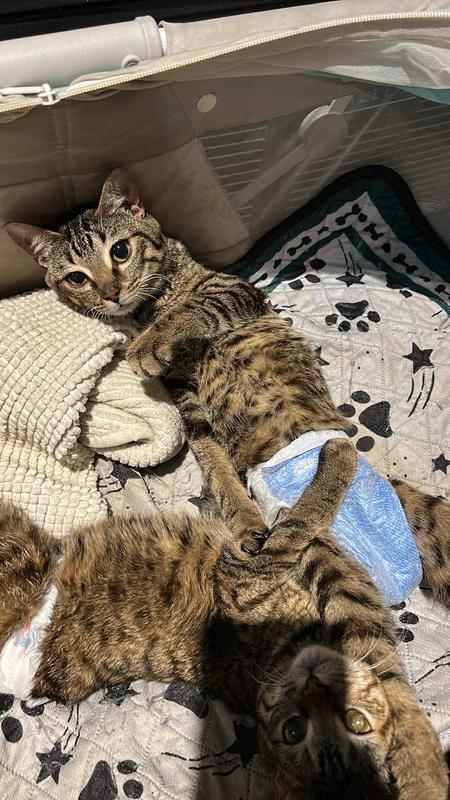 The girl is Bee. Neither mind wearing their diapers