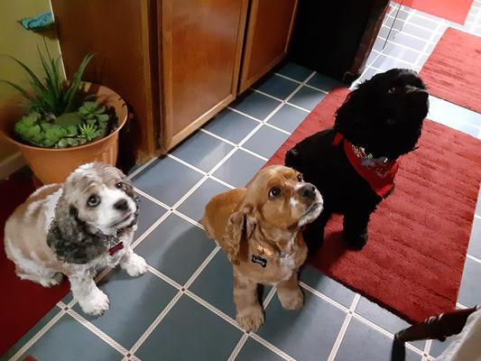 our 3 rescues, Maxx, Larry & Karma