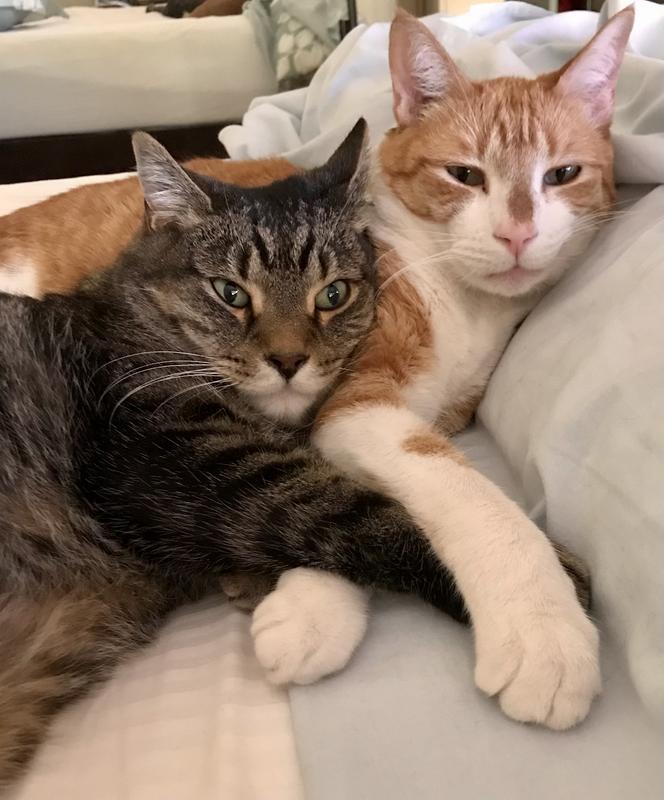 Samson and his little adopted bro Moses!