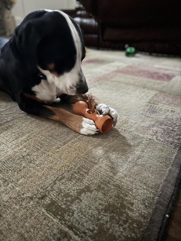 This boy has never held his own bone for himself before this!   He loves the holder and the bully stick!!
