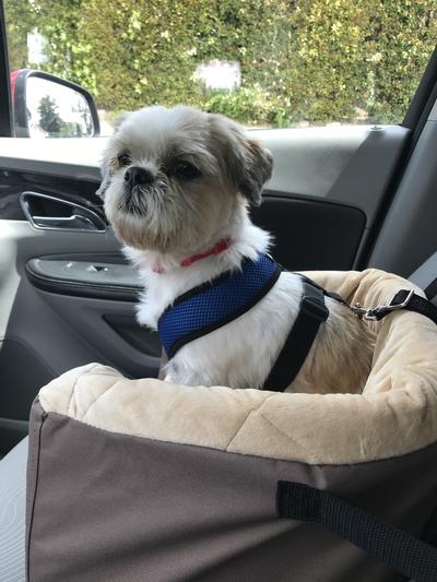 Bruno in his car seat