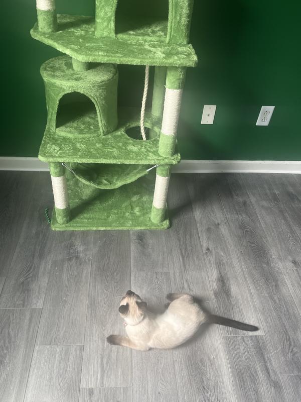 Panda’s admiring his new cat tree