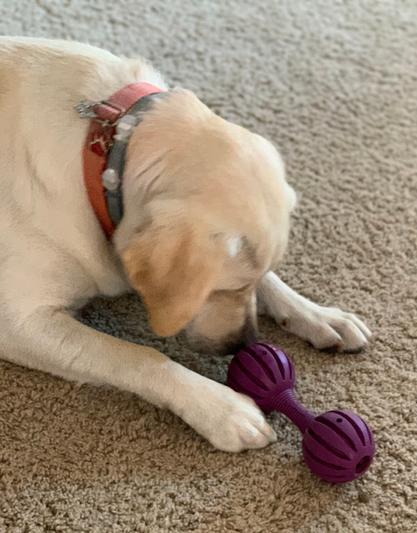 Waggle - Busy Buddy - LA's Dog Trainer