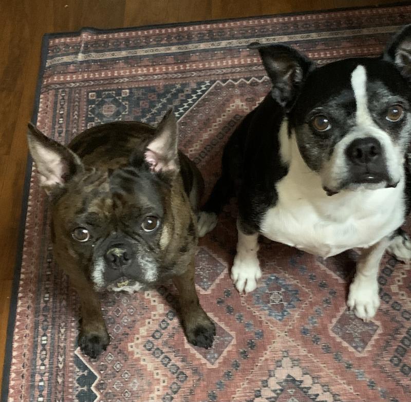 Happy dogs!