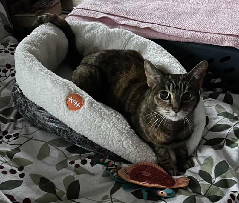 Lovin’ my thermal bed! Thanks Mom😽!