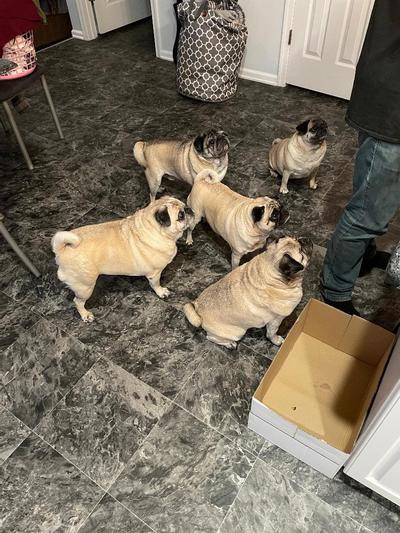 our 5 pugs, 4 of whom are rescues