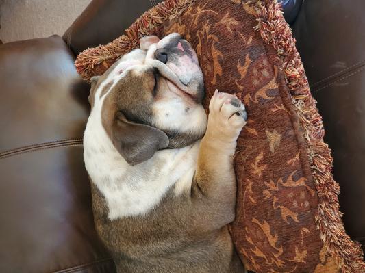 piper after chewing her bone