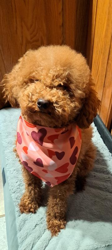 Bodi and his frisco bandana