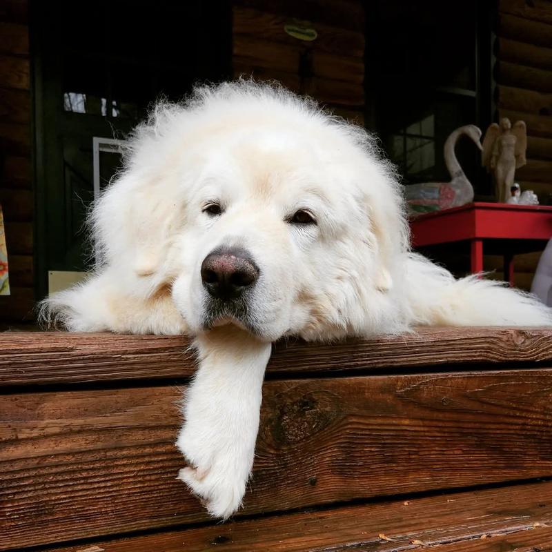 Yeti feeling pretty good with Full Moon Hip & Joint Health Chicken Jerky Treats scattered off & on throughout his day!