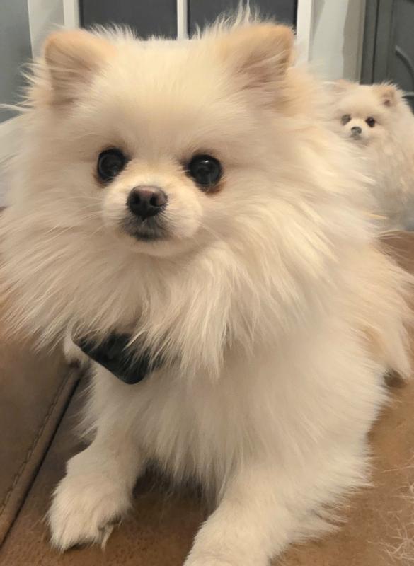 My little Pom doesn't mind writing this