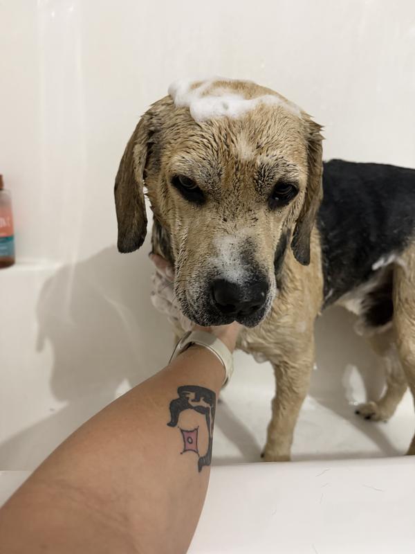 Cheef hates a bath but with this shampoo he doesn’t get as many baths now which he loves.