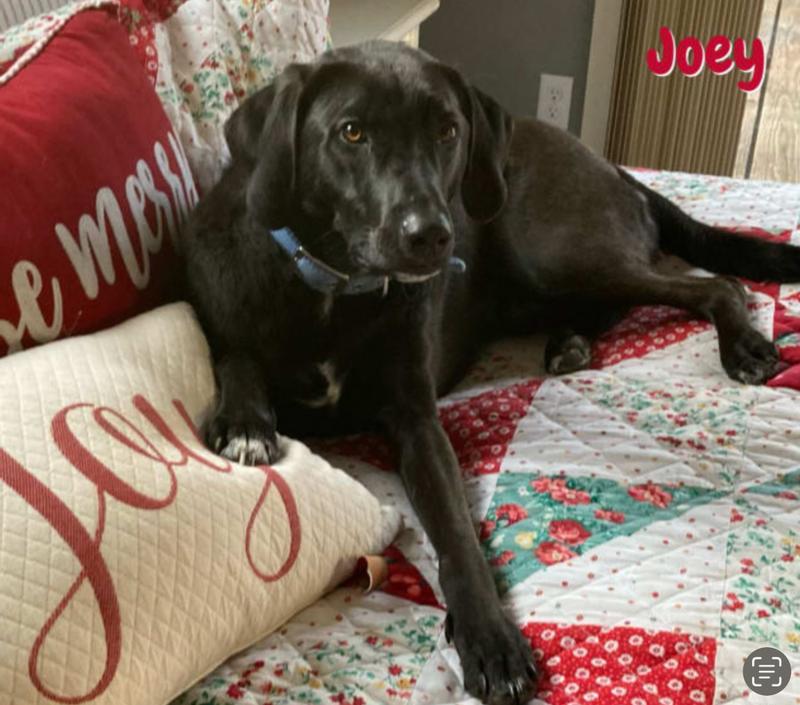 Joey loves Bil Jac biscuits