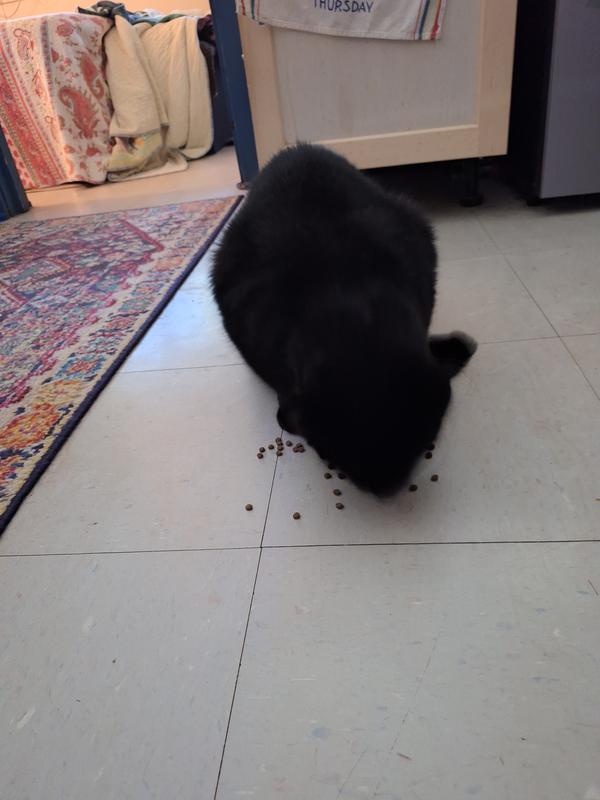 BC likes it, but note the very small pieces in case your cat is picky about kibble size.