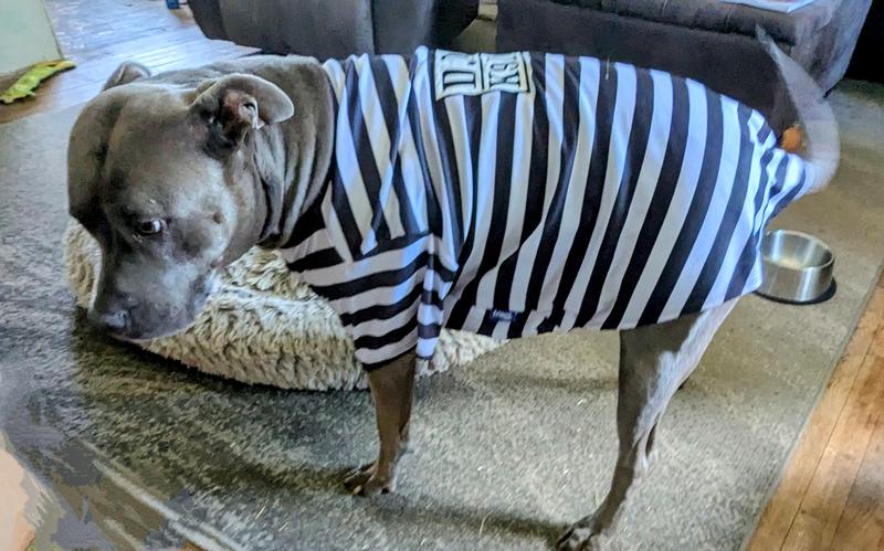 XXXL on a 78 lb pitbull with a 34-in chest and 20 in neck