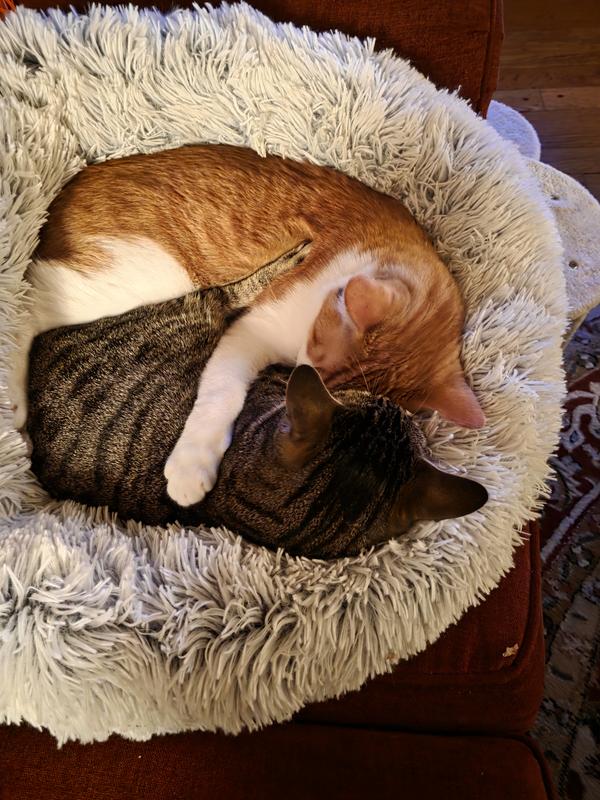 No fleas here!