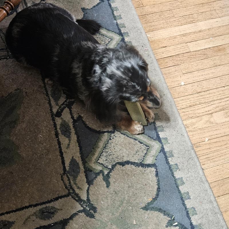 Our dogs first reaction to the new treat!