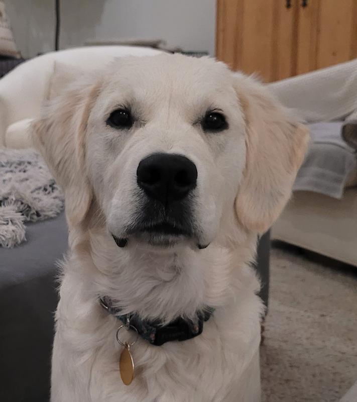 Waiting patiently for his chew.