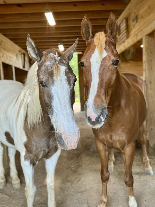 Cetyl M keeps my horses comfortable