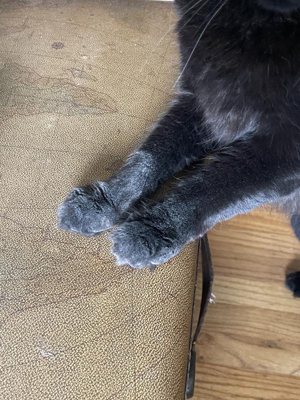 dust on paws after using litter