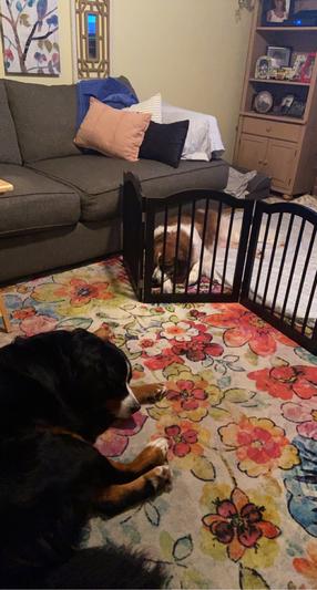 Nice so our two furbabies could still be together.