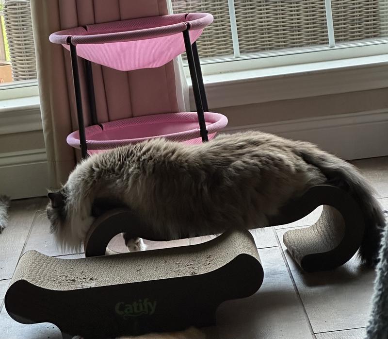 Big fella stretching out