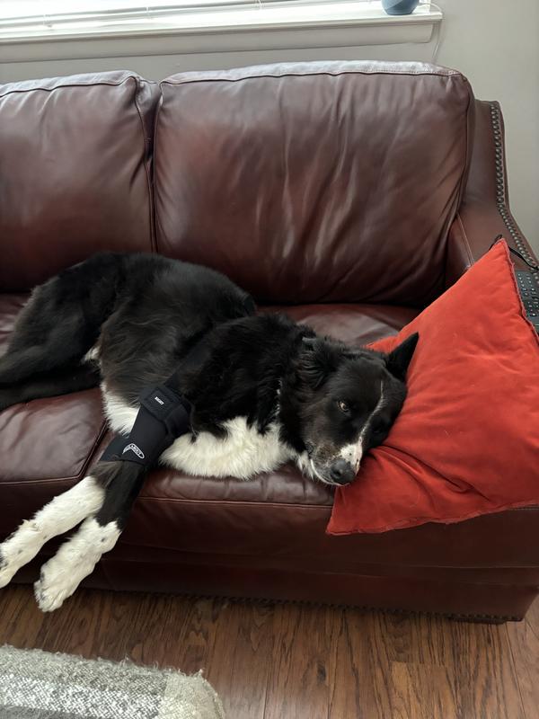 Brutus sneaking nap on couch.