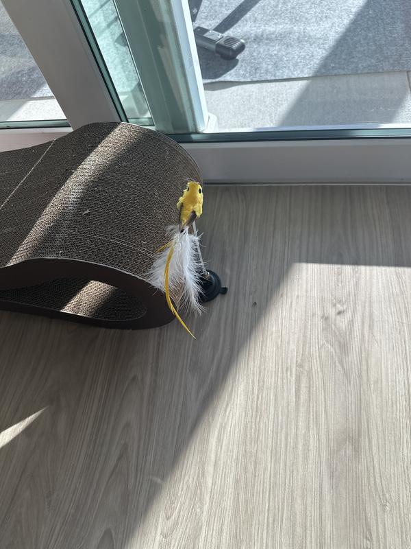 Put on glass winds up on floor no sticky so they just walk away!