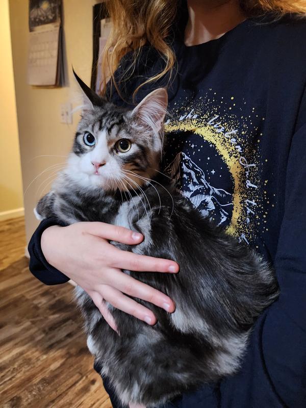 Cosmo's Coat looks nice and shiney!