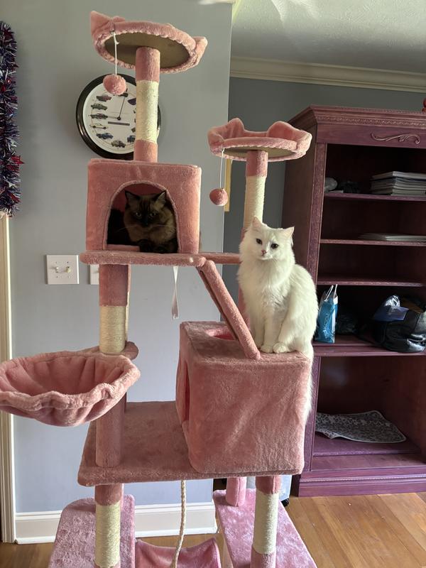 There is no words to the happiness of these two Ragdoll kittens they love it